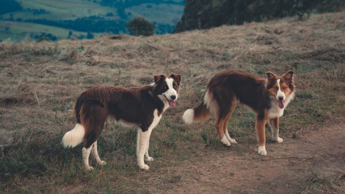 Zwei Collies stehen am Berg