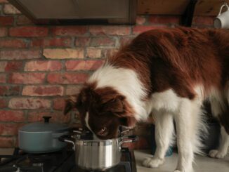 Collie steht auf Herdt und guckt in Topf