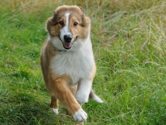 Ein junger Collie rennt