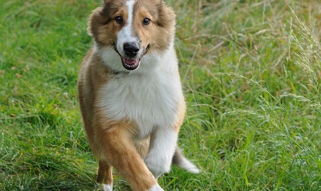 Ein junger Collie rennt