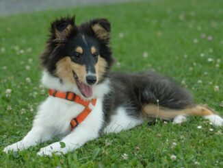 Willkommen, kleiner Freund! Tipps für die ersten Tage mit einem Collie-Welpen