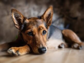 Die Bedeutung einer ausgewogenen Ernährung für die Gesundheit von Hunden