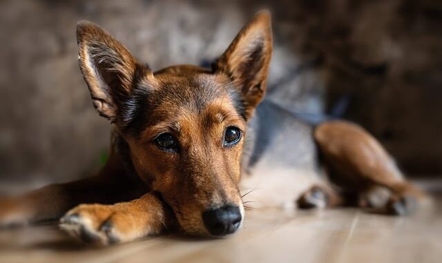 Die Bedeutung einer ausgewogenen Ernährung für die Gesundheit von Hunden